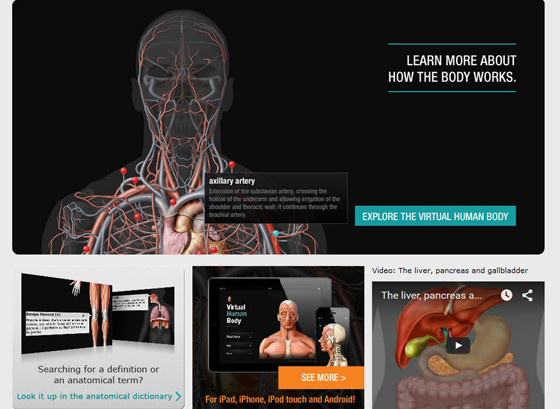 Ikonet.com - раздел Виртуальная анатомия